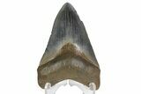 Fossil Megalodon Tooth - Gorgeous, Glossy Enamel #180981-1